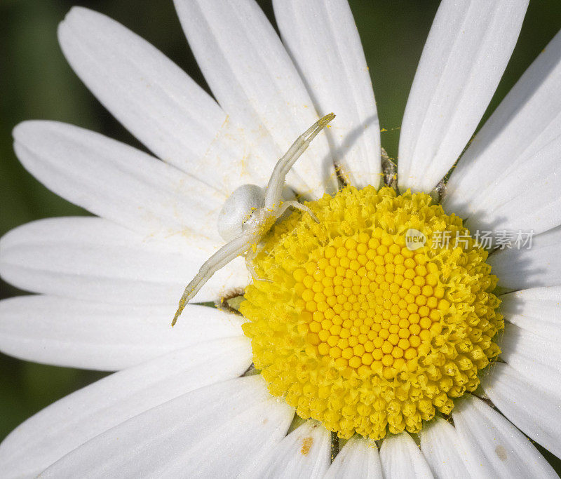 花(蟹)蜘蛛[Misumena Vatia]在雏菊花上捕食